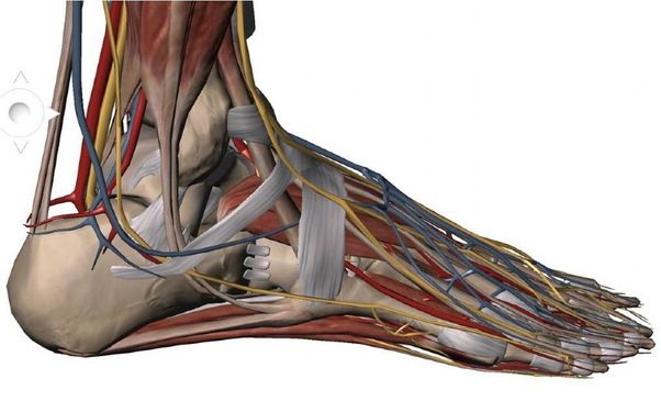 Anatomie des Fußes seitlich