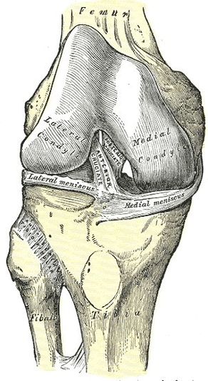 Anatomie des rechten Kniegelenkes von vorne