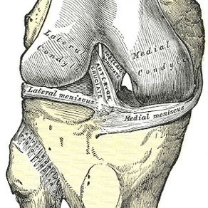 Anatomie des rechten Kniegelenkes von vorne